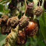 Monilioza trešnje - kako liječiti bolest monilijalne opekotine